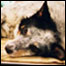 A dog being operated on